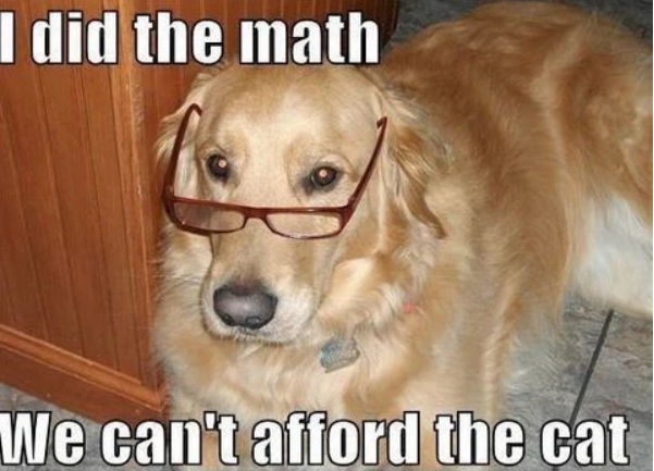 dog-did-the-math